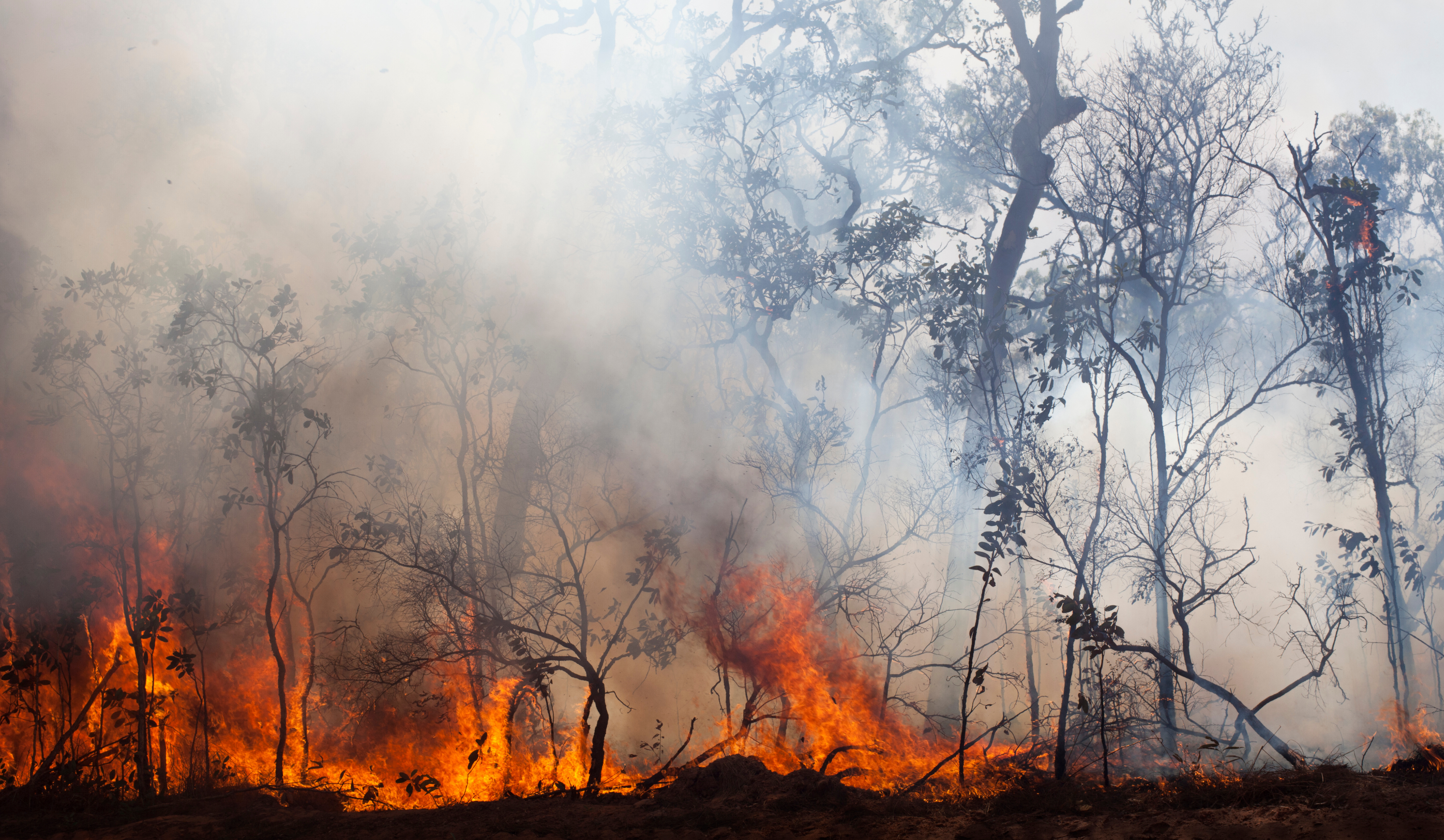 Incendios forestales en Australia